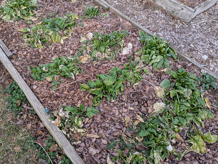 spinach growing in the winter