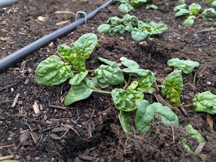 spinach growing in a low tunnel