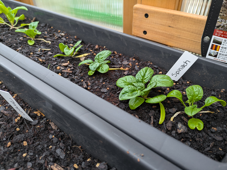 spinach plants growing in a container