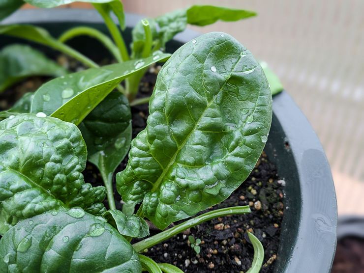 spinach leaves