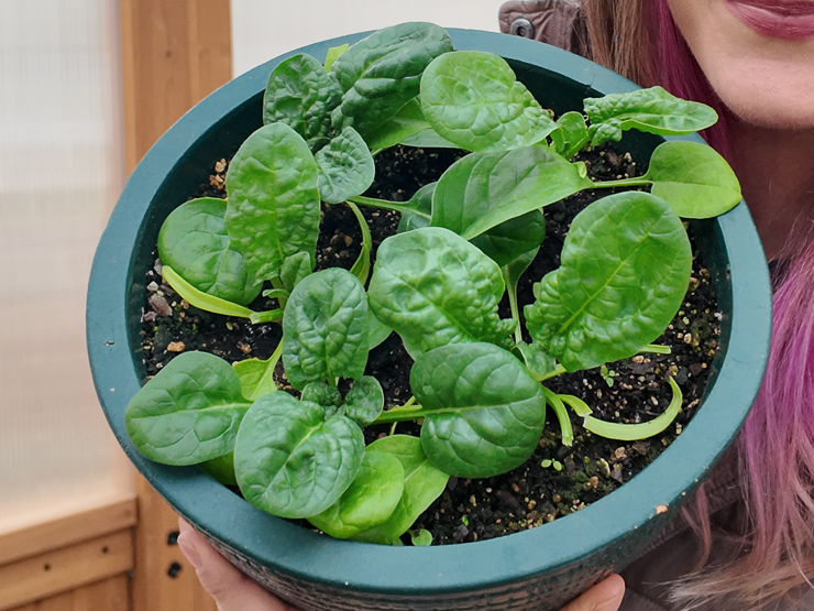 spinach growing in a pot