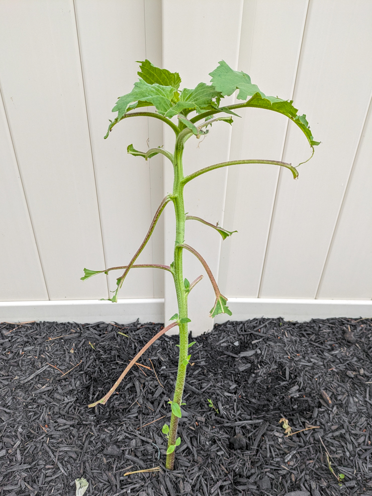 baby sunflower eaten by critters