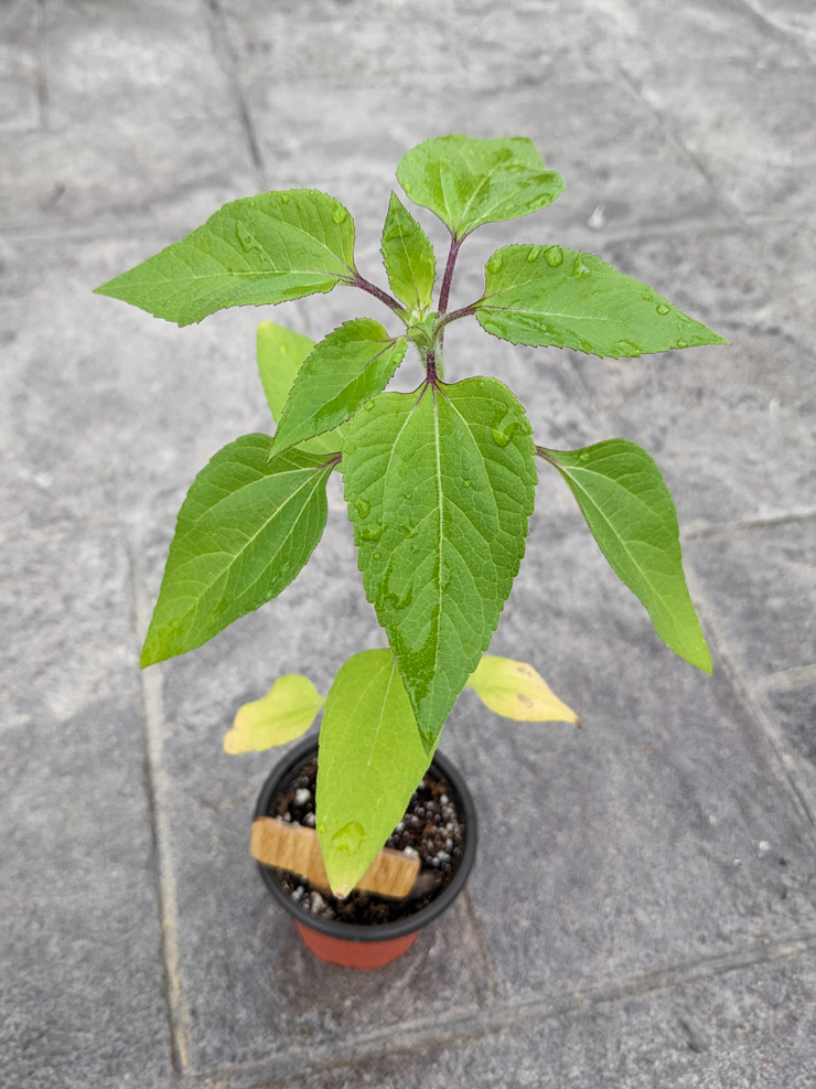 starting sunflowers from seed