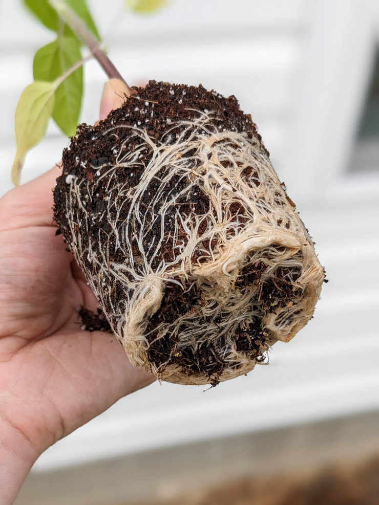 rootball on a sunflower start
