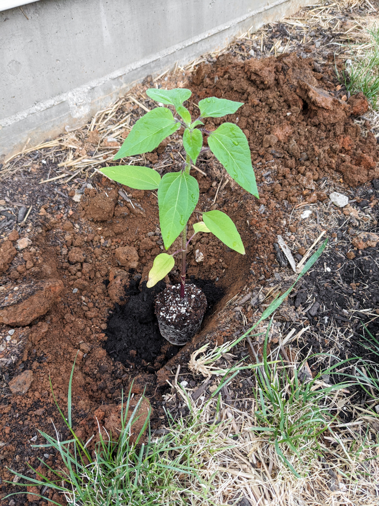 transplanting a sunflower start