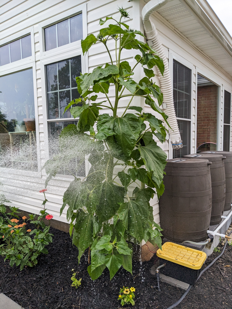 watering a sunflower plant