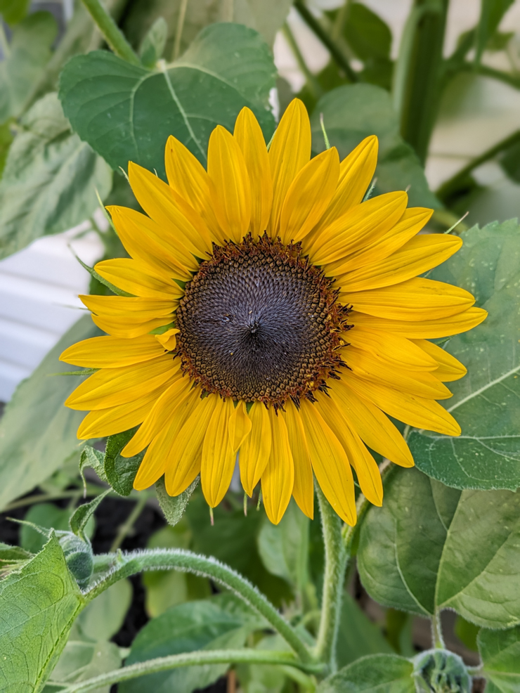 henry wilde sunflower bloom