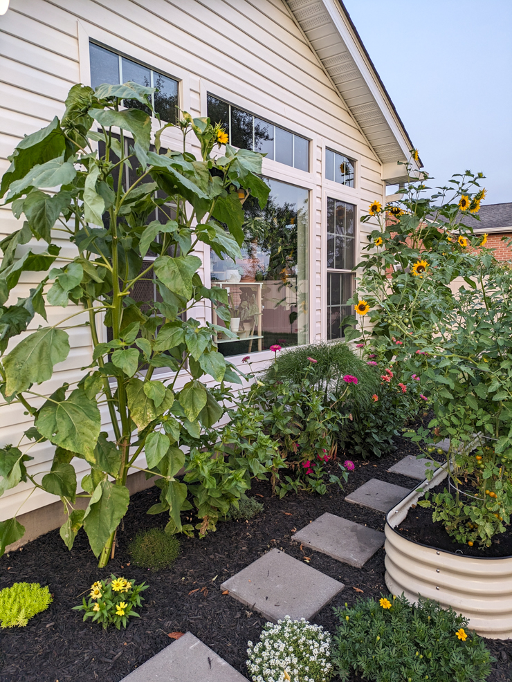 a beautiful lush garden with zinnias and sunflowers