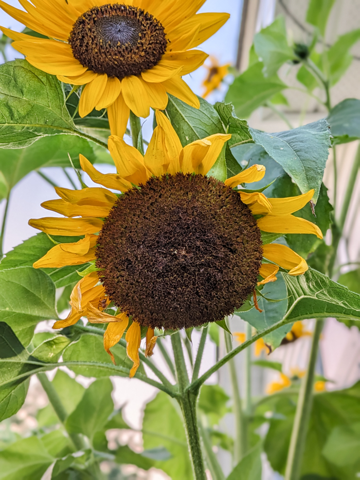 New bloom up top; sunflower beginning to die off on the bottom