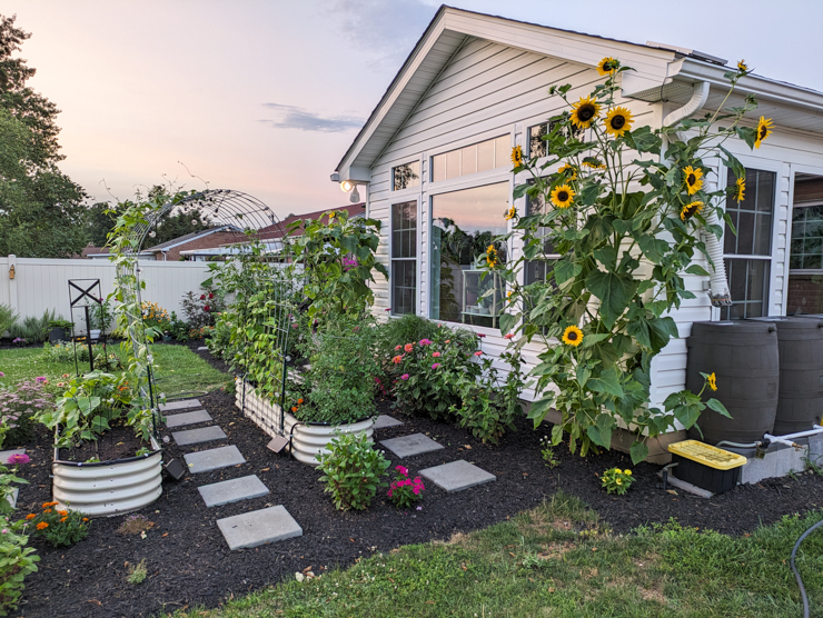 a beautiful lush garden with raised vegetable beds, zinnias, and sunflowers