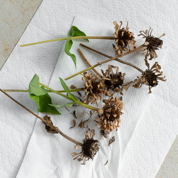 dried zinnia flowers