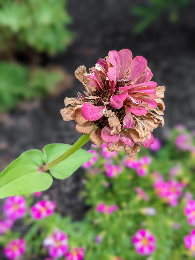 dying zinnia flower head