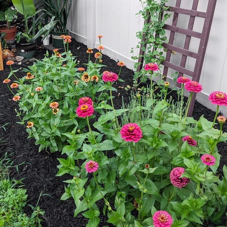 zinnia flowers in a garden