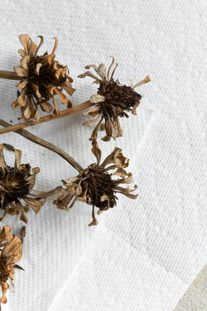 dried zinnia flower head