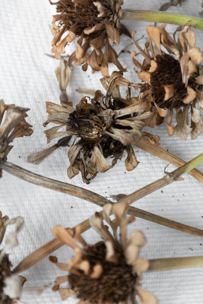dried zinnia flower head