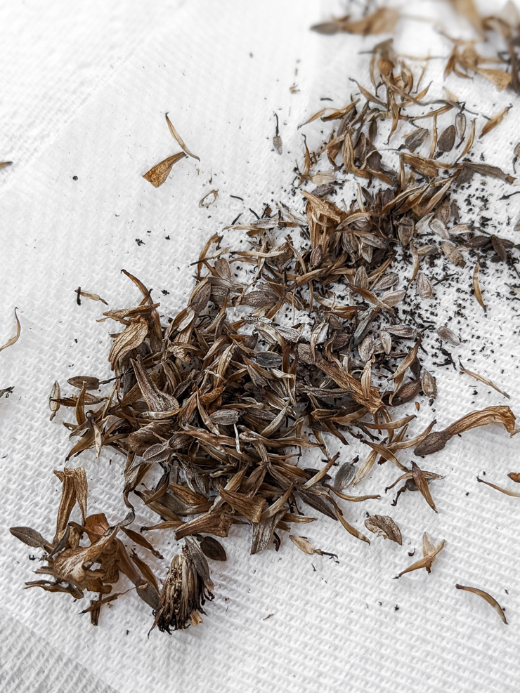 saving seeds from a zinnia flower