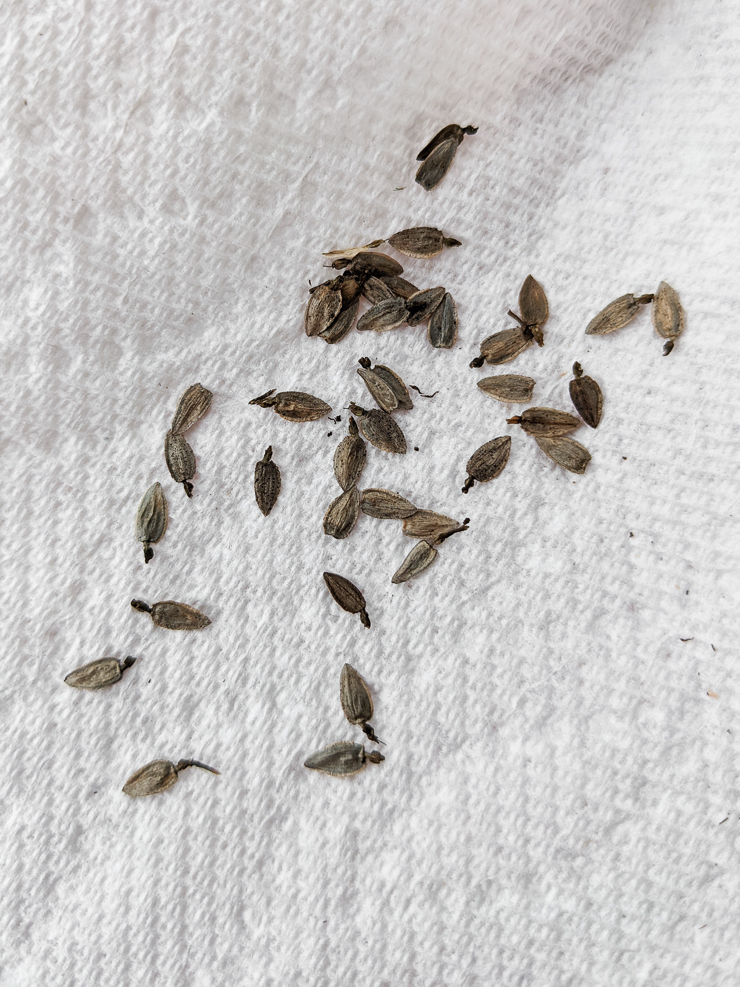 zinnia seeds