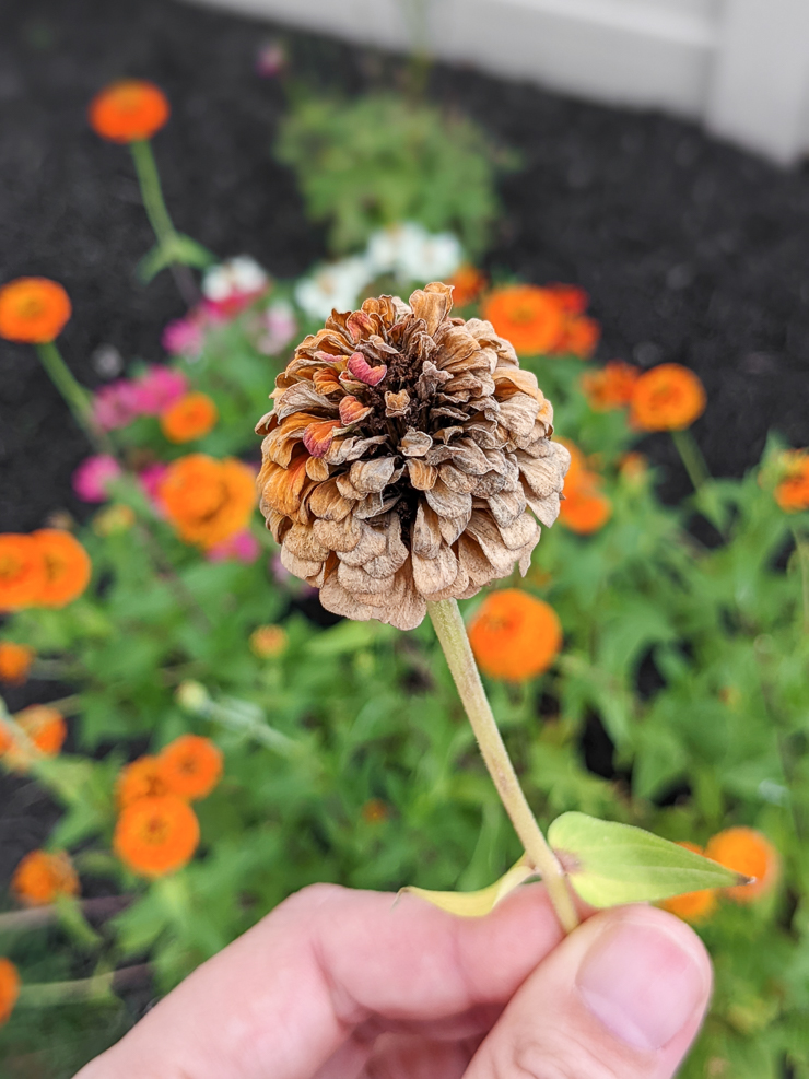 dying zinnia flower head