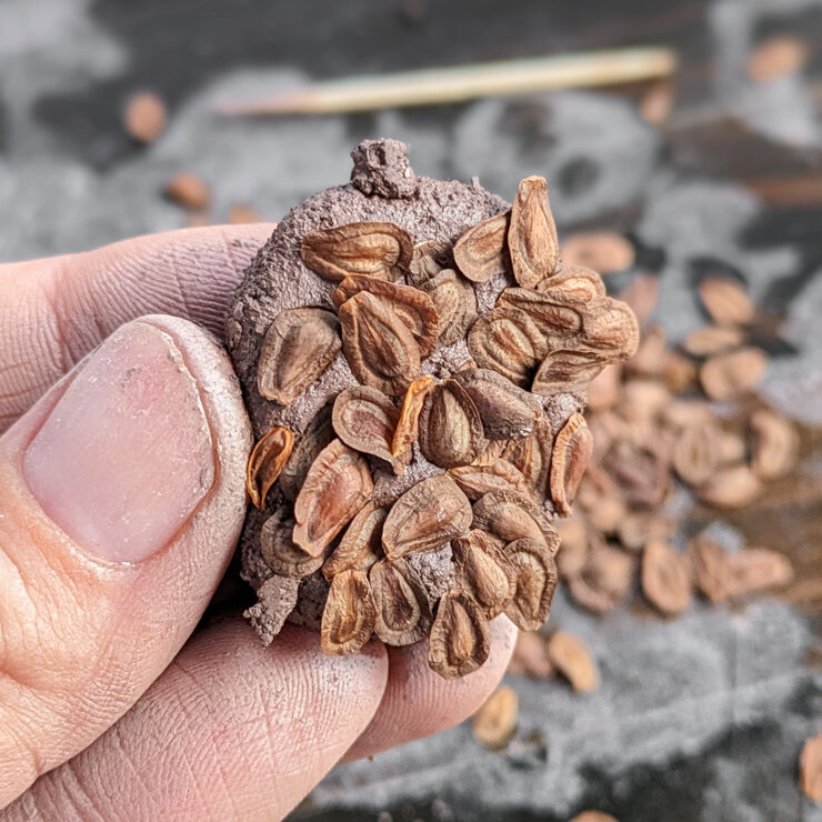 rolling seeds into the clay balls