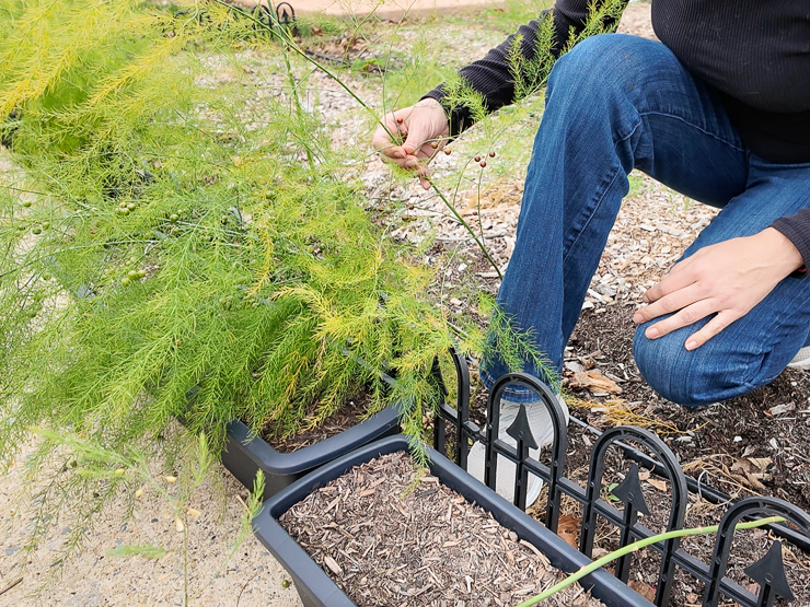 picking asparagus berries
