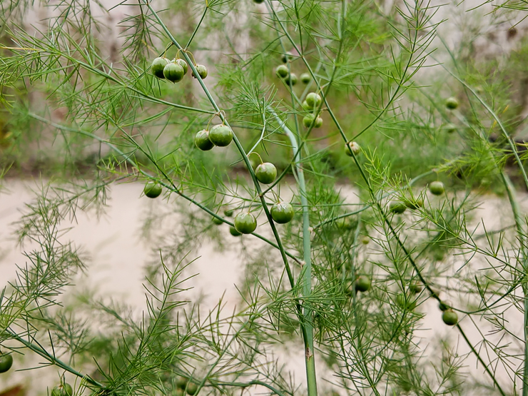 asparagus berries
