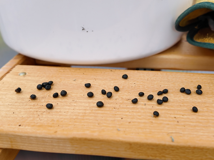 asparagus seed harvested from a plant