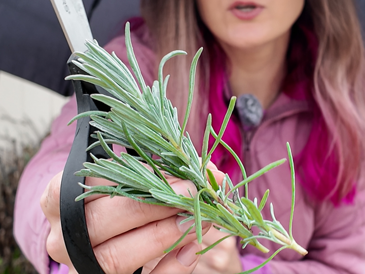 lavender cuttings