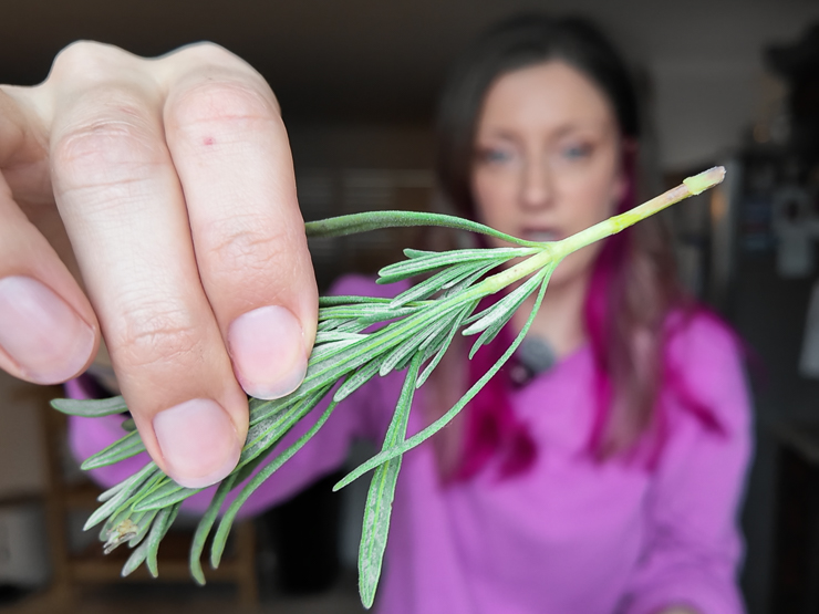 lavender cutting