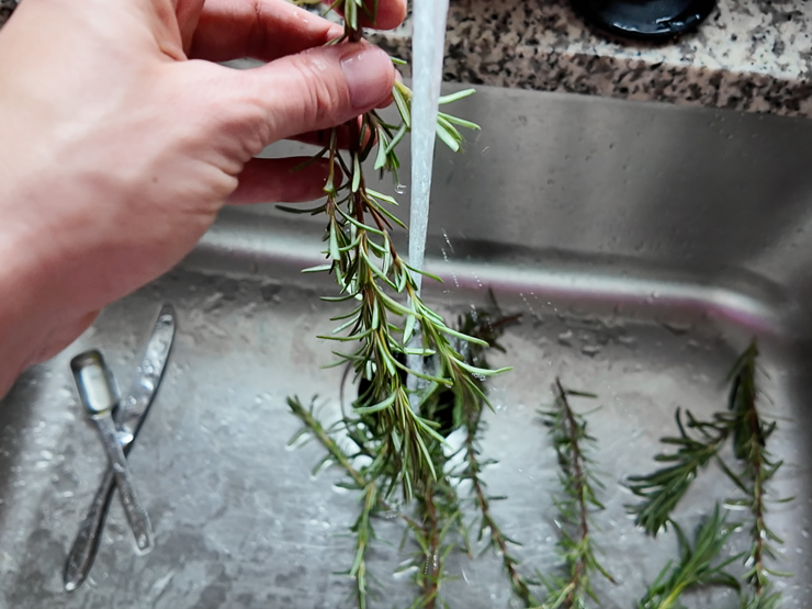 washing rosemary cuttings