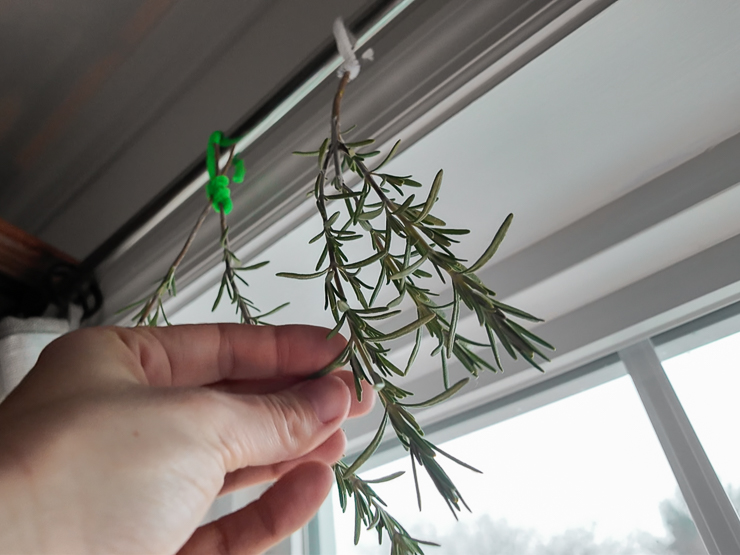 air drying rosemary