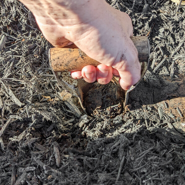 using a bulb planting tool