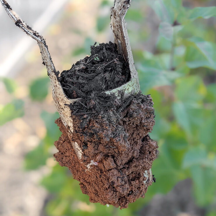 using a bulb planting tool