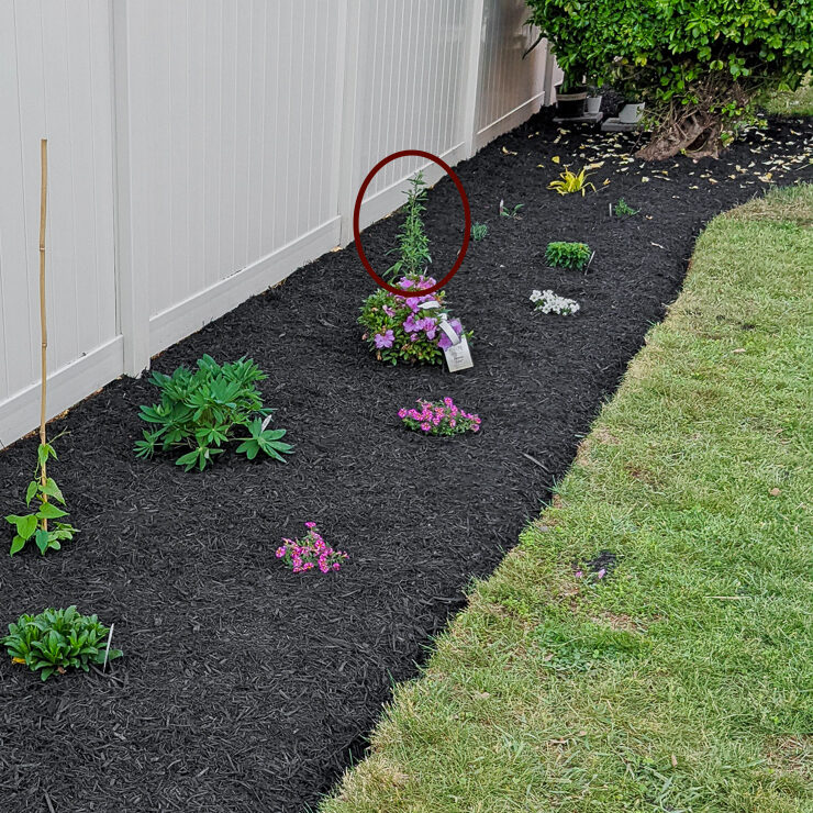 starter garden in the spring with a small aster plant circled