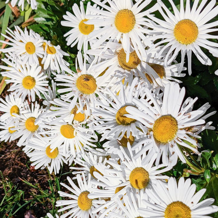 white aster flowers