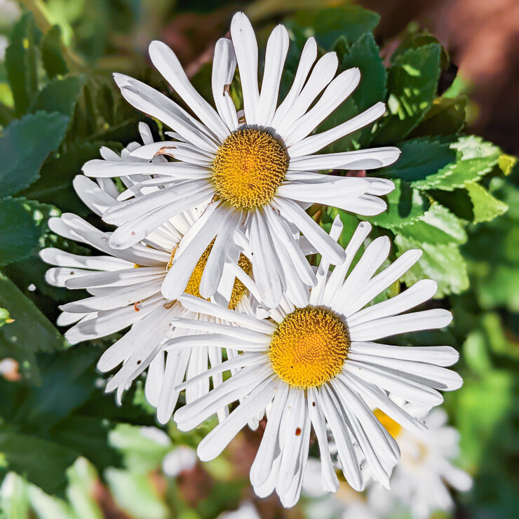 white aster flowers