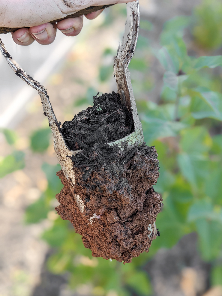 using a bulb planting tool