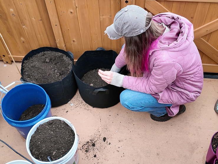 planting seed potatoes in grow bags