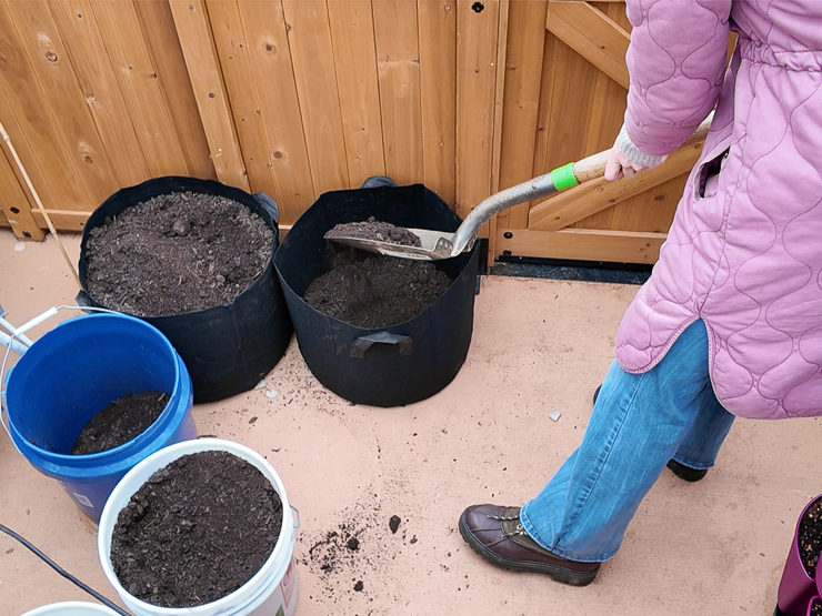 planting seed potatoes in grow bags