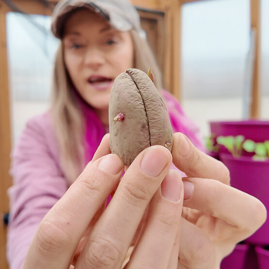 hand holding a seed potato