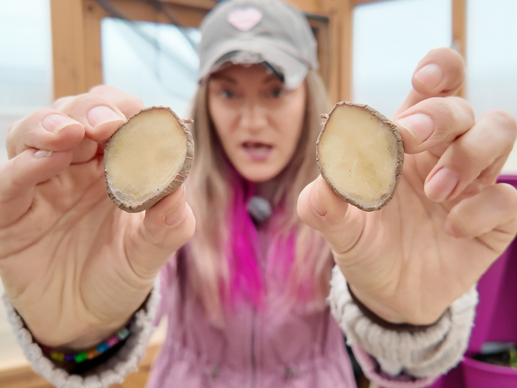hand holding seed potatoes cut in half