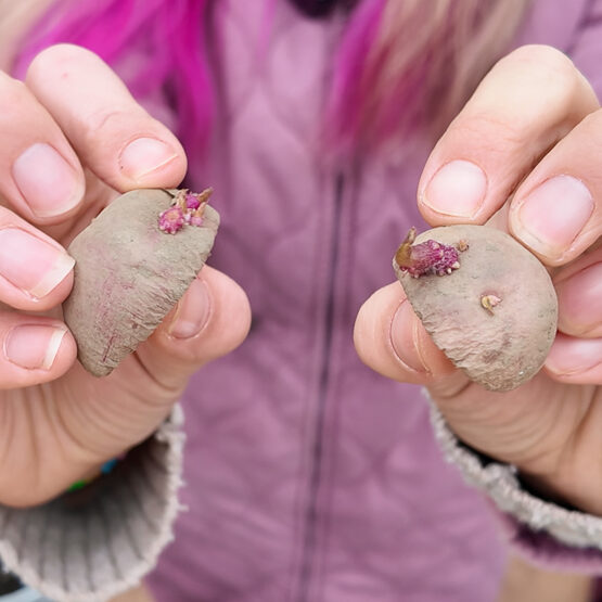 seed potatoes cut in half