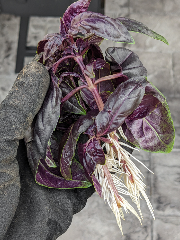 basil stem cuttings with roots grown in water