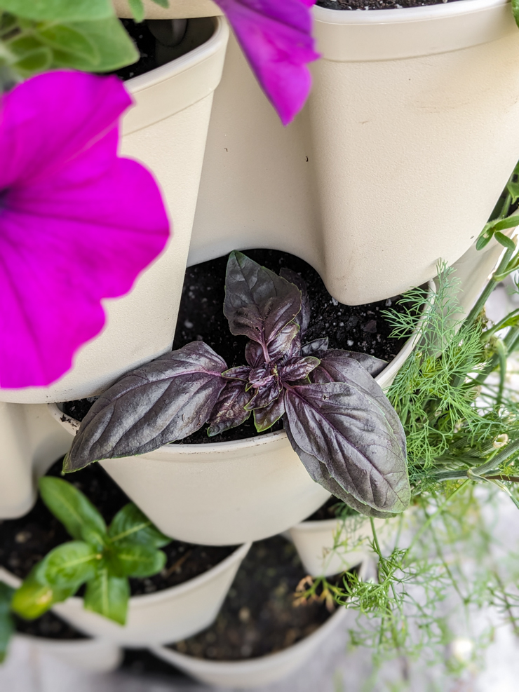 propagated purple basil growing in a pot