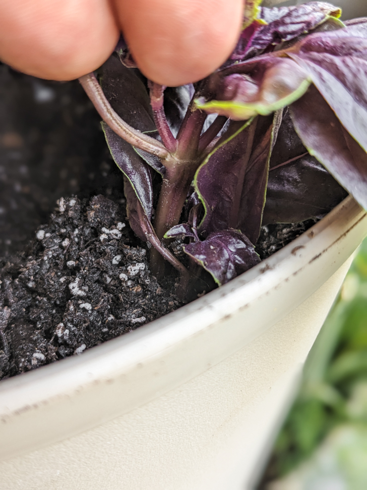 propagated purple basil growing in a pot