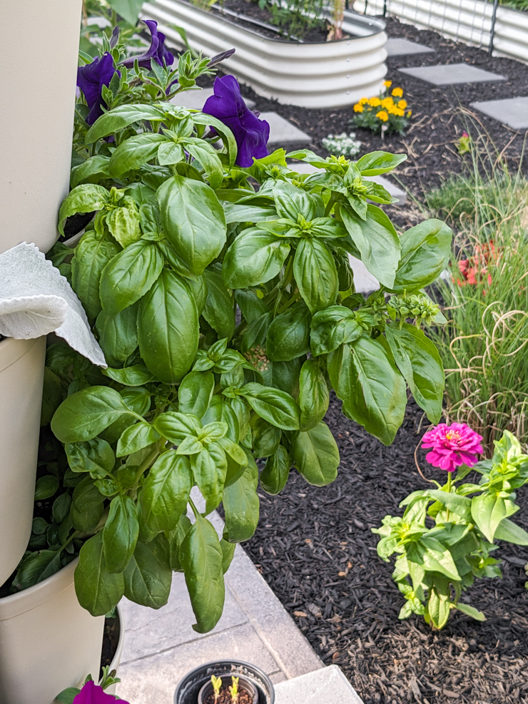 herbs and flowers growing in a greenstalk vertical garden