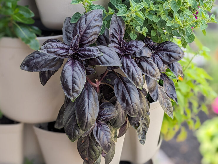 basil growing in a greenstalk vertical garden