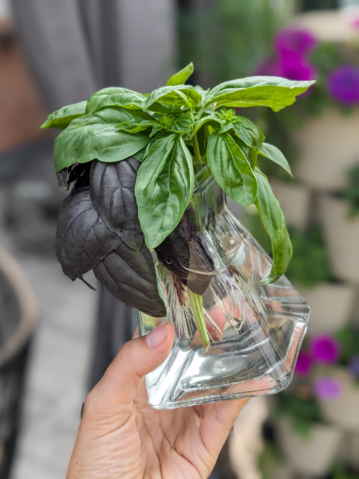 basil stem cuttings in water