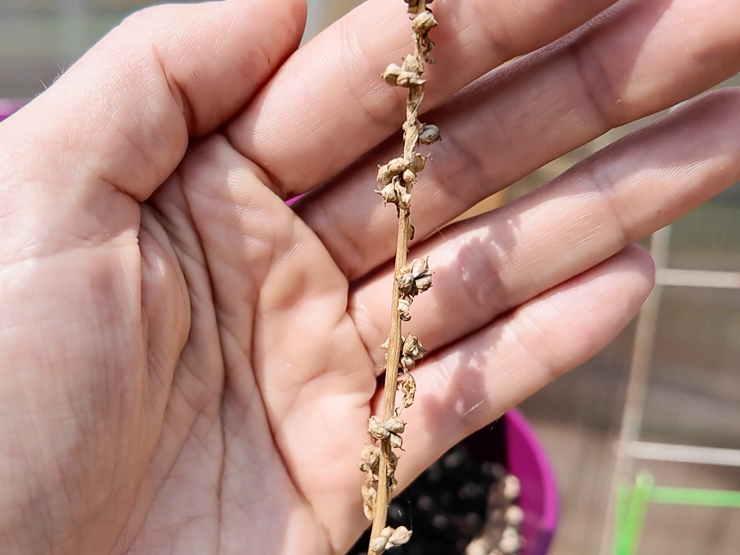 spinach seeds ready for harvesting