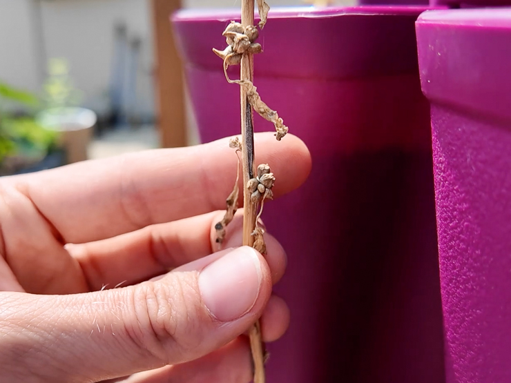 spinach seeds ready for harvesting