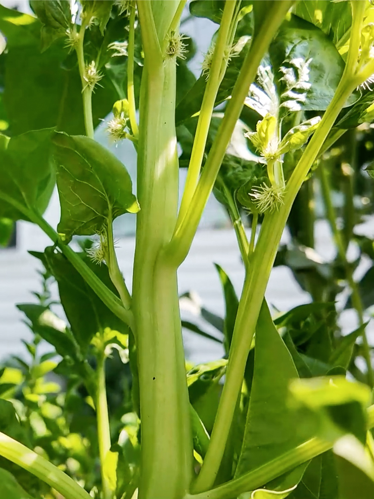 spinach going to seed